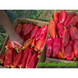 Sweet Paprika - Pepper Seeds Amphora