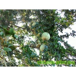 Graines de Kawista, Pomme à coque (Limonia acidissima)