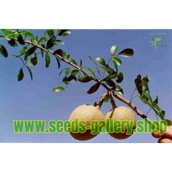 Drvena jabuka – Slonovska Jabuka Seme (Limonia acidissima)
