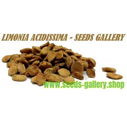 Semillas de Limonia, Kawista (Limonia acidissima)