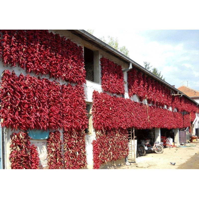 "Vezanka" Ljuta Paprika 500 Semena | 75,00 €