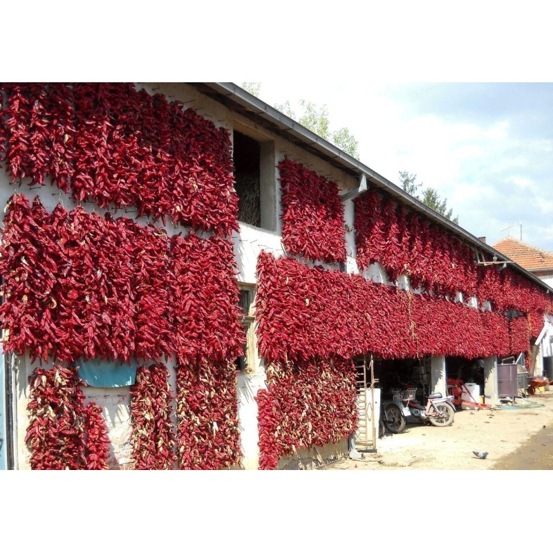 Price: €75 - "Vezanka" Piment 500 Graines - Variété ancienne Serbie - Seeds Gallery