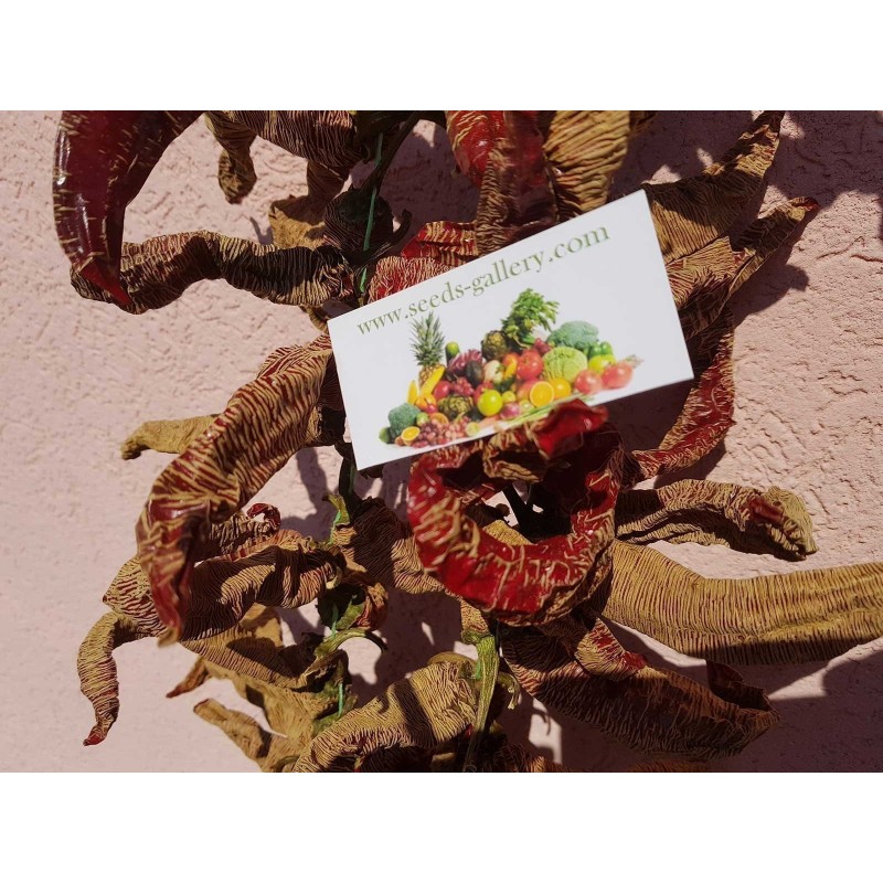 "Vezanka" Ljuta Paprika 500 Semena | 75,00 €
