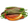 Pimenta "Vezanka" 500 Sementes - Antigo variedade sérvio | 75,00 €