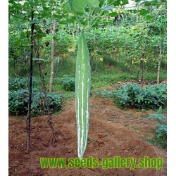 SNAKE GOURD Seeds (Trichosanthes cucumerina)