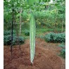 Graines de Courge Serpent - Patole (Trichosanthes Cucumerina) | 2,35 €