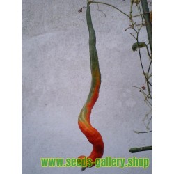 Graines de Courge Serpent - Patole (Trichosanthes Cucumerina)