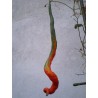 Graines de Courge Serpent - Patole (Trichosanthes Cucumerina) | 2,35 €