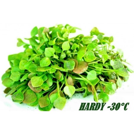 Graines de CLAYTONIA PERFOLIÉE (Claytonia perfoliata) | 1,95 €