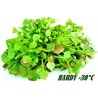 Sementes de beldroega de Inverno (Claytonia perfoliata | 1,95 €