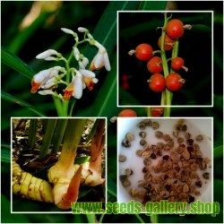 Thai-Ingwer, großer Galgant Samen (Alpinia galanga)
