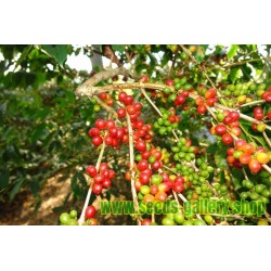 Σπάνιες - Rusty Sapindus Φρούτα Σπόροι (Lepisanthes rubiginosa)