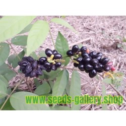 Selten Rusty sapindus Fruchtsamen (Lepisanthes rubiginosa)