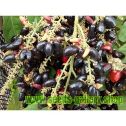 Fruta rara - Semillas de Frutas Rusty sapindus (Lepisanthes rubiginosa)