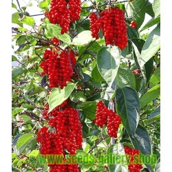 MAGNOLIA BERRY – FIVE FLAVOR BERRY Seeds (Schisandra chinensis)