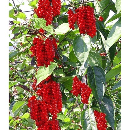 Sisandra Seme - voce sa pet ukusa (Schisandra chinensis) | 1,85 €