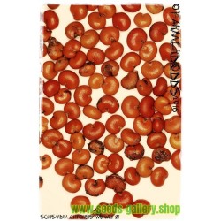 Semillas de Fruta De Los Cinco Sabores (Schisandra Chinensis)