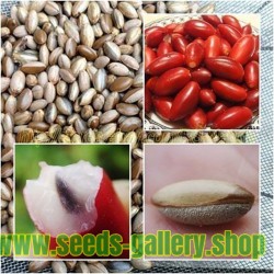 Miracle Fruit -  Miracle Berry Seeds (Synsepalum dulcificum)