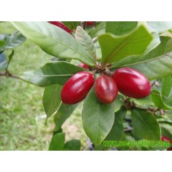 Σπόροι Θαύμα Φρούτα - θαύμα μούρο (Synsepalum dulcificum)
