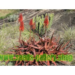 Graines de Aloe Rouge (Aloe cameronii)
