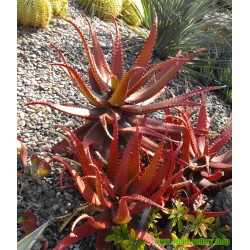 Semillas de Aloe Rojo (Aloe cameronii)
