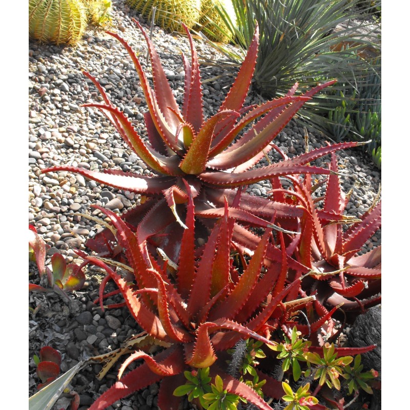 Price: €4 - Semillas de Aloe Rojo (Aloe cameronii) - 