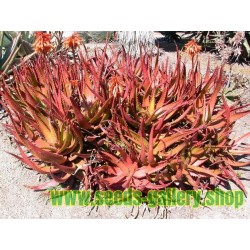Κόκκινος Αλόη σπόρων (Aloe cameronii)
