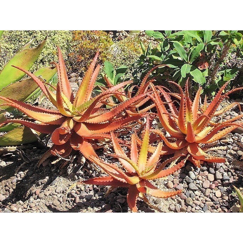 Price: €4 - Semillas de Aloe Rojo (Aloe cameronii) - 
