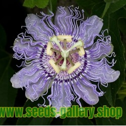 Semillas De flores de la pasión púrpura (passiflora incarnate)