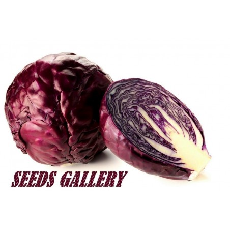 Seme Crvenog Kupusa | 1,85 €