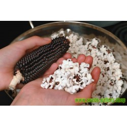 Black Popcorn Corn Dakota Seeds