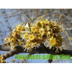 Silver Buffaloberry seeds - Edible fruits (Shepherdia Argentea)