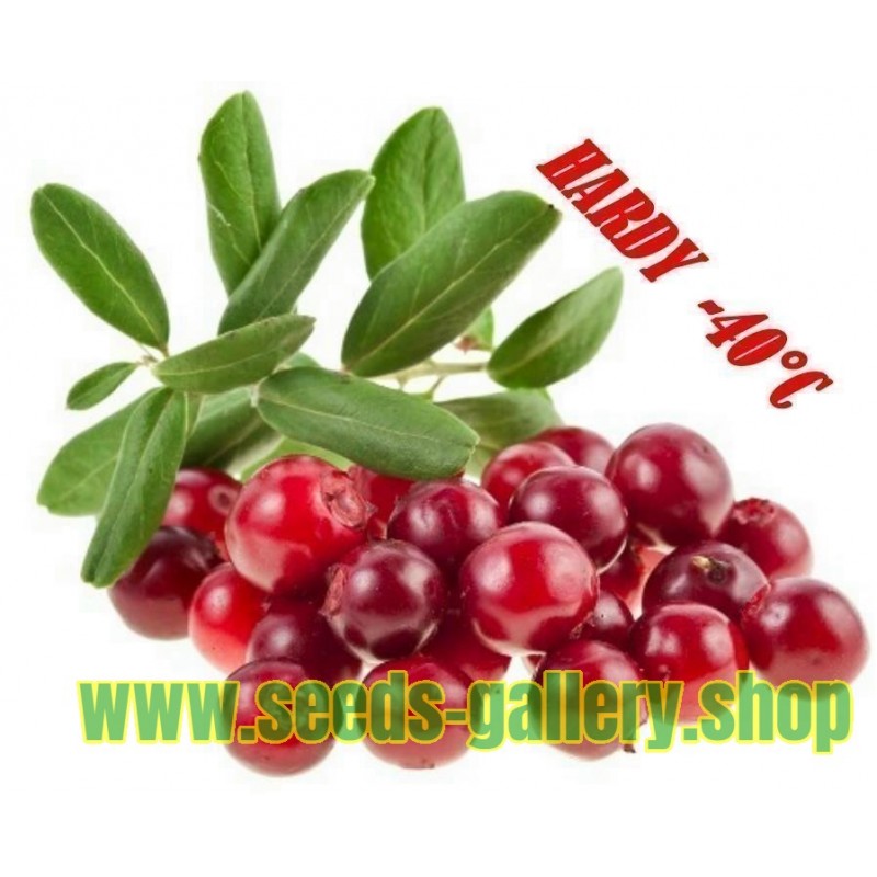 Silver Buffaloberry seeds - Edible fruits (Shepherdia Argentea)