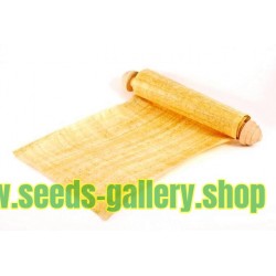 Papyrus Sedge, Paper Reed Seeds (Cyperus papyrus)