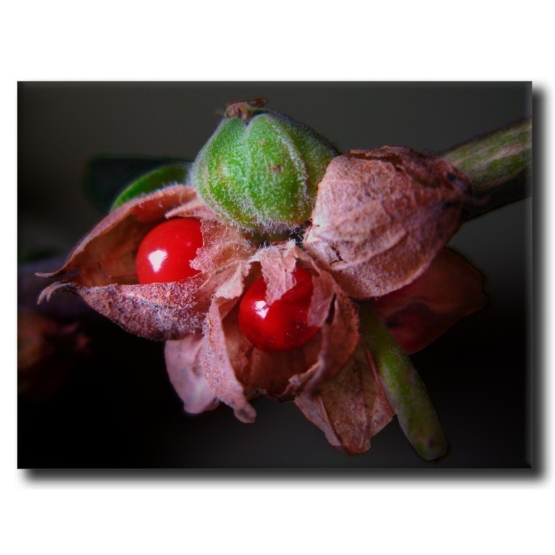 Price: €1.95 - Semillas de Ashwagandha, Ginseng Indio (Withania Somnifera) -  - 3