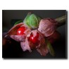Price: €1.95 - Semillas de Ashwagandha, Ginseng Indio (Withania Somnifera) -  - 3