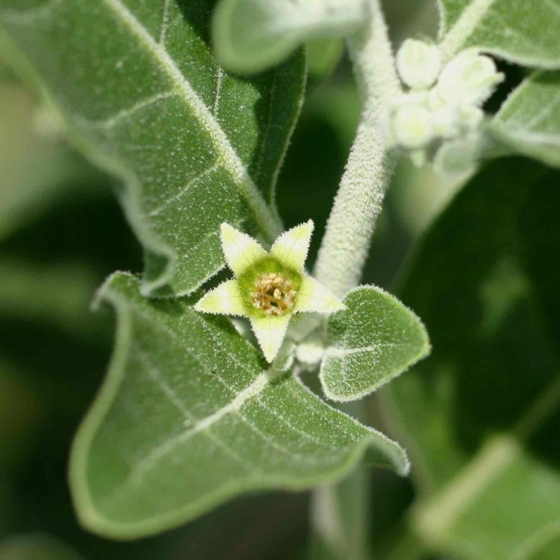 Price: €1.95 - Semillas de Ashwagandha, Ginseng Indio (Withania Somnifera) -  - 2