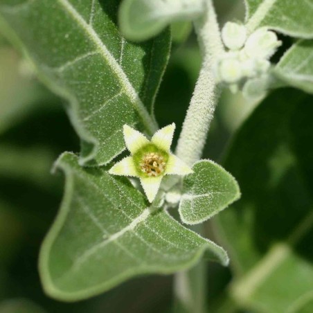Price: €1.95 - Semillas de Ashwagandha, Ginseng Indio (Withania Somnifera) -  - 2