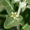 Price: €1.95 - Semillas de Ashwagandha, Ginseng Indio (Withania Somnifera) -  - 2
