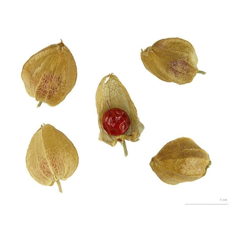 Price: €1.95 - Semillas de Ashwagandha, Ginseng Indio (Withania Somnifera) -  - 5