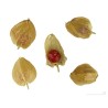 Price: €1.95 - Semillas de Ashwagandha, Ginseng Indio (Withania Somnifera) -  - 5