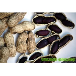 Sementes de Amendoim preto (Arachis hypogaea)