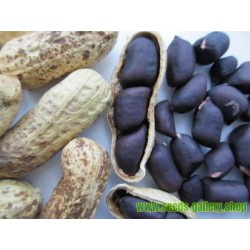 NEW 50 seed Black Peanut Seeds 