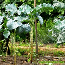 Forhandle Stolt Vuggeviser Walking Stick Kale - Jersey Cabbage Seeds (Brassica oleracea...