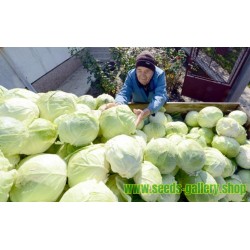 Futog Cabbage Seeds Heirloom