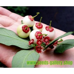 Katuk, Star Gooseberry, Sweet Leaf Frö (Sauropus androgynus)