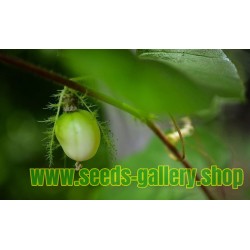 Semi di maracuja selvaggio, cespuglio frutto della passione (Passiflora foetida)