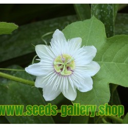 Mini - Buske Passionsblomssläktet Frö (Passiflora foetida)