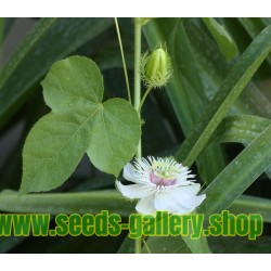 Semillas de Maracuyá Silvestre o Parcha Silvestre (Passiflora foetida)