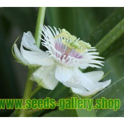 Mini - Buske Passionsblomssläktet Frö (Passiflora foetida)